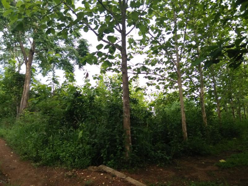 ขายที่ดินพร้อมต้นสัก 2,000 ต้น อายุ ตั้งแต่ 2-6 ปี พื้นที่ 34 ไร่ 2 งาน 68 ตารางวา ขายไร่ละ 180,000 บาท ด้านหลังติดน้ำห้วย ห่างจากถนนดำ 700 เมตร ติดหมู่บ้าน ห่างจากศูนย์ราชการ 3 กิโลเมตร ห่างจากตัวเมือง 8 กิโลเมตร สอบถามเพิ่มเติมโทร 061-3066426 ID Line 0613066426 จุ๋ม  