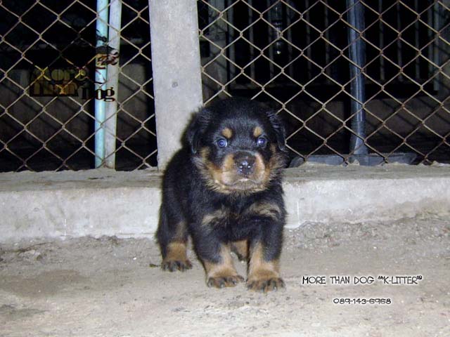 morethandog@gmail.com