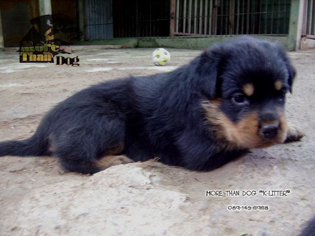 morethandog@gmail.com