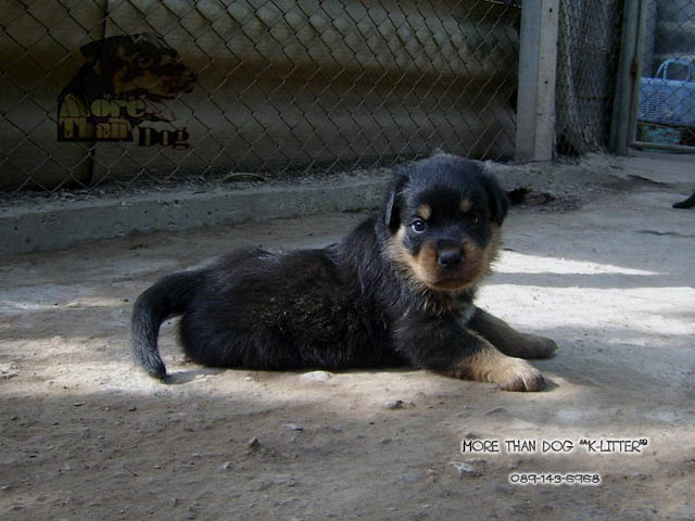 morethandog@gmail.com