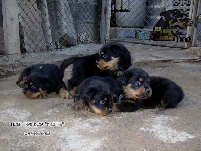 morethandog@gmail.com