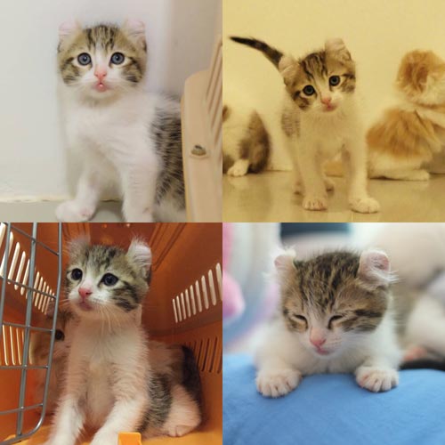 แมวอเมริกันเคิร์ล และสก็อตติสโฟล์ดพร้อม ย้ายบ้านค่ะ