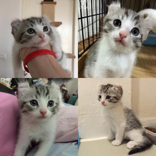 แมวอเมริกันเคิร์ล และสก็อตติสโฟล์ดพร้อม ย้ายบ้านค่ะ