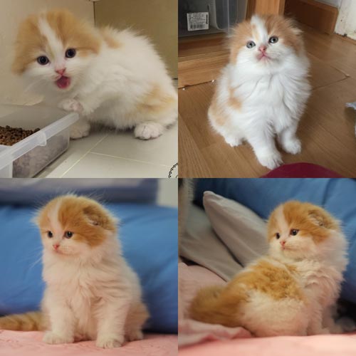 แมวอเมริกันเคิร์ล และสก็อตติสโฟล์ดพร้อม ย้ายบ้านค่ะ