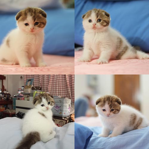 แมวอเมริกันเคิร์ล และสก็อตติสโฟล์ดพร้อม ย้ายบ้านค่ะ