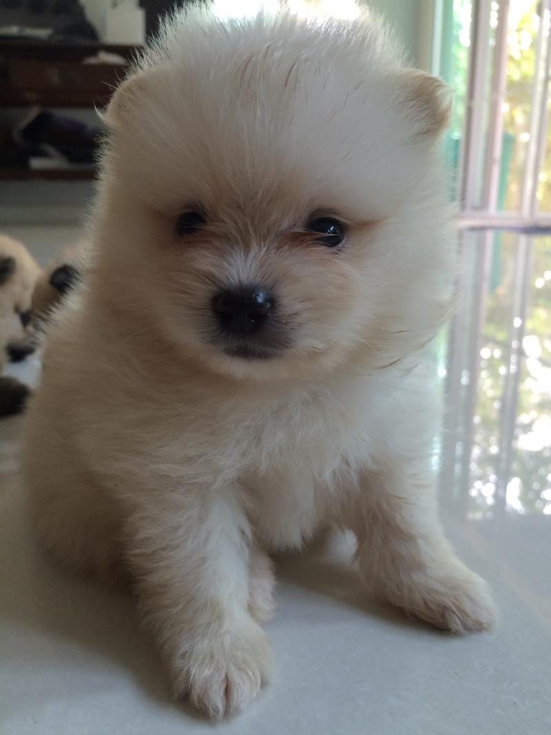 ลูกปอม เกิด 27 มกราคม 59 เพศผู้และเพศเมีย ขนฟู แน่น เป็นสีปาร์ตี้ ทุกตัว สนใจชมน้องๆได้//////