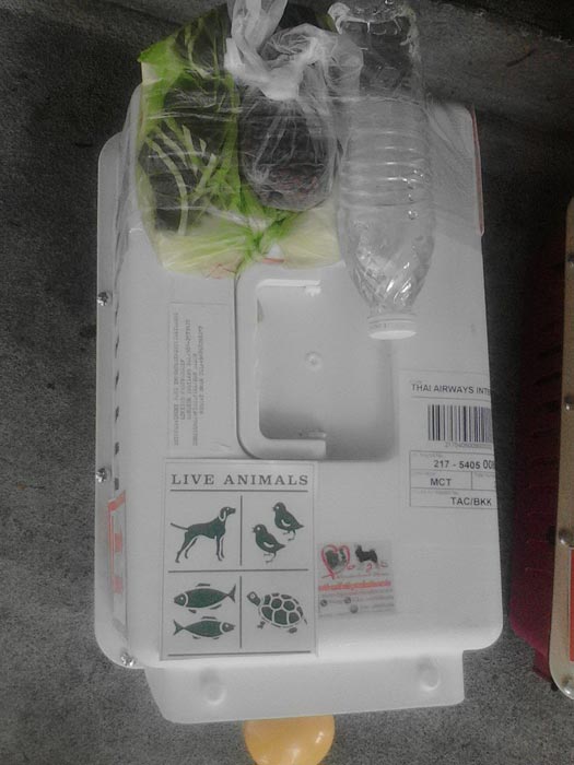 บริการขนย้ายสัตว์เลี้ยง นำเข้าสุนัขและแมว ทุกสายพันธุ์ทั้งจากในประเทศและต่างประเทศ ติดต่อ ด็อกวันเดอร์แลนด์เฮาส์ เพ็ตเซอร์วิส