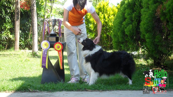 บริการขนย้ายสัตว์เลี้ยง นำเข้าสุนัขและแมว ทุกสายพันธุ์ทั้งจากในประเทศและต่างประเทศ ติดต่อ ด็อกวันเดอร์แลนด์เฮาส์ เพ็ตเซอร์วิส