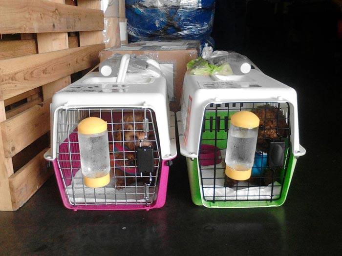 บริการขนย้ายสัตว์เลี้ยง นำเข้าสุนัขและแมว ทุกสายพันธุ์ทั้งจากในประเทศและต่างประเทศ ติดต่อ ด็อกวันเดอร์แลนด์เฮาส์ เพ็ตเซอร์วิส