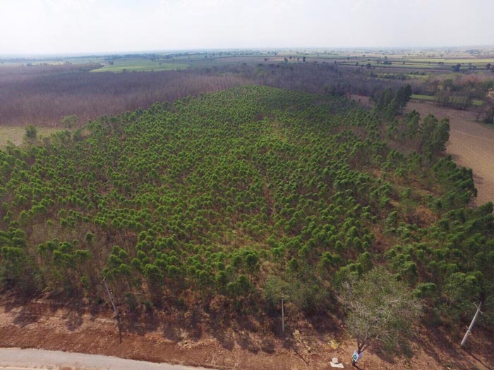 ขายที่ดินจังหวัดชัยภูมิ 2 แปลง 61ไร่ 121MB  โทร. 0854497685