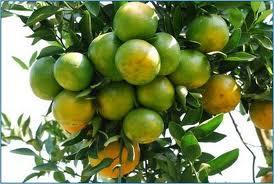 จำหน่าย โอลิโกเมอร์ ขนาด 1.5 ลิตร สกัดจากธรรมชาติ ปลอดสารเคมีใช้กับพืชทุกชนิด เช่น ไม้ดอก ไม้ผล ข้าว ผัก จัดส่งฟรี