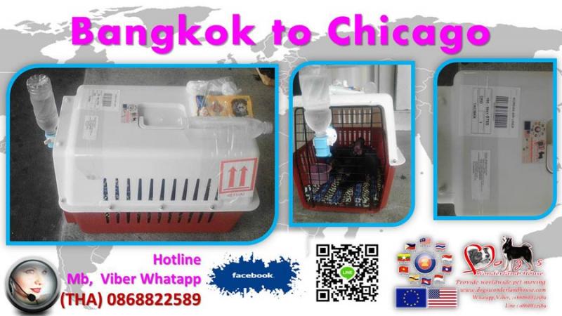 บริการเคลื่อนย้ายสุนัข ไปหรือกลับจากต่างประเทศ dogswonderlandhouse