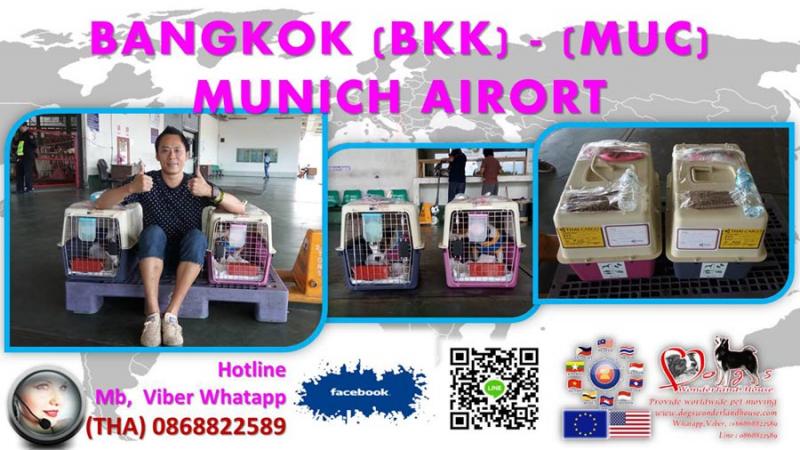 บริการเคลื่อนย้ายสุนัข ไปหรือกลับจากต่างประเทศ dogswonderlandhouse