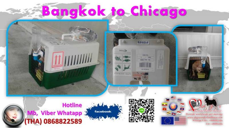 บริการเคลื่อนย้ายสุนัข ไปหรือกลับจากต่างประเทศ dogswonderlandhouse