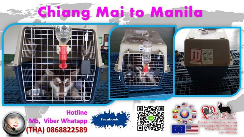 บริการเคลื่อนย้ายสุนัข ไปหรือกลับจากต่างประเทศ dogswonderlandhouse