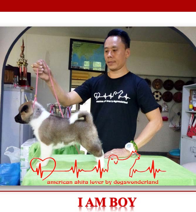 มีลูก อเมริกันอาคิตะ จำหน่าย เพศผู้2ตัว เพศเมีย2ตัว ทำวัคซีนแล้ว1เข็ม ใบเพ็ดดิกรีเต็มใบ โครงสร้างหมาประกวด รับทำไทยแชมป์ให้