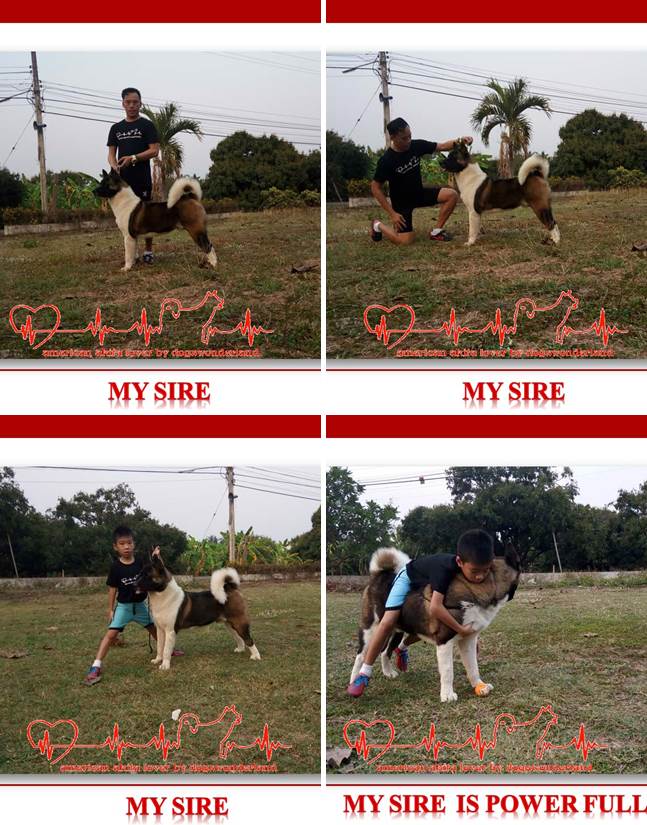 มีลูก อเมริกันอาคิตะ จำหน่าย เพศผู้2ตัว เพศเมีย2ตัว ทำวัคซีนแล้ว1เข็ม ใบเพ็ดดิกรีเต็มใบ โครงสร้างหมาประกวด รับทำไทยแชมป์ให้