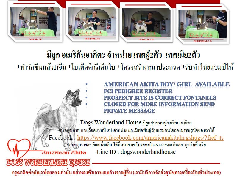 มีลูก อเมริกันอาคิตะ จำหน่าย เพศผู้2ตัว เพศเมีย2ตัว ทำวัคซีนแล้ว1เข็ม ใบเพ็ดดิกรีเต็มใบ โครงสร้างหมาประกวด รับทำไทยแชมป์ให้