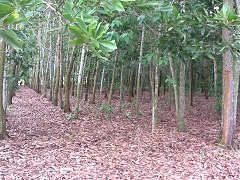 ขายที่ดินรัตภูมิที่หนองอ้น  เนื้ิอที่ 2ไร่