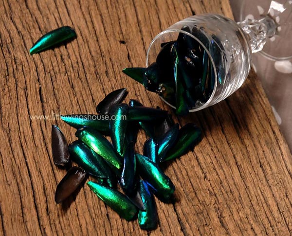 ปีกแมลงทับ ขายปีกแมลงทับ ต่างหูปีกแมลงทับ ปีกแมลงทับธรรมชาติ