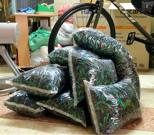 ปีกแมลงทับ ขายปีกแมลงทับ ต่างหูปีกแมลงทับ ปีกแมลงทับธรรมชาติ