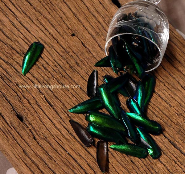 ปีกแมลงทับ ขายปีกแมลงทับ ต่างหูปีกแมลงทับ ปีกแมลงทับธรรมชาติ