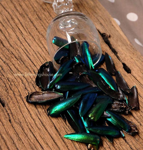 ปีกแมลงทับ ขายปีกแมลงทับ ต่างหูปีกแมลงทับ ปีกแมลงทับธรรมชาติ