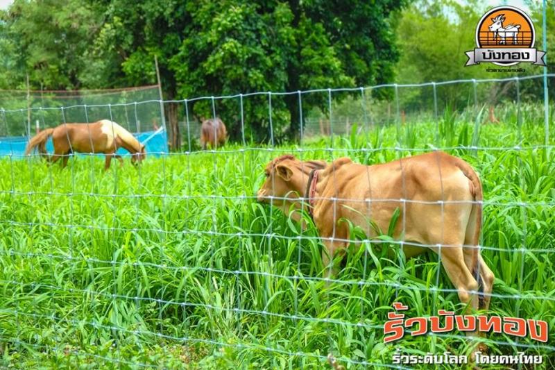 รั้วตาข่ายแรงดึง สำหรับล้อมบ้าน ฟาร์ม ปศุสัตว์ ทน เเข็งเเรง กันสนิม ราคาไม่แพง