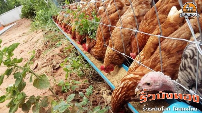 รั้วตาข่ายแรงดึง สำหรับล้อมบ้าน ฟาร์ม ปศุสัตว์ ทน เเข็งเเรง กันสนิม ราคาไม่แพง