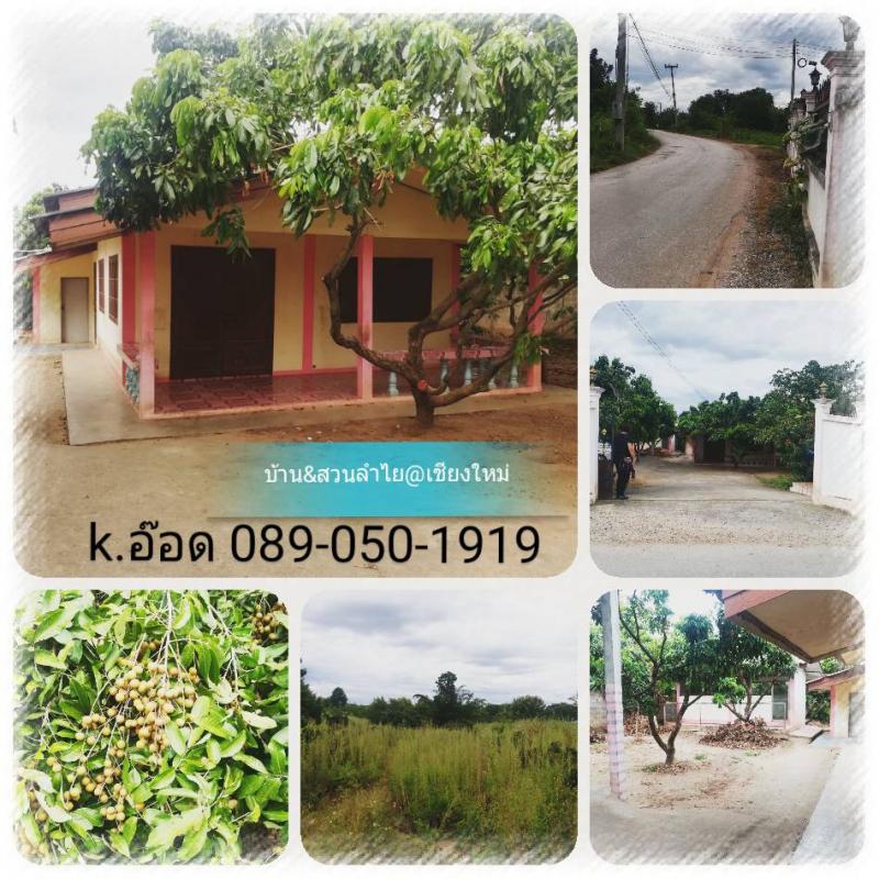 ขายบ้านพร้อมที่ดิน & สวนลำไย 50 ต้น @เชียงใหม่ ( ตำบล สันติสุข อำเภอ  ดอยหล่อ ) > ราคาพิเศษสุดๆ เพียง1.9 ล้าน • เนื้อที่ เกือบ 2  ไร่ ( เนื้อที่ 1 ไร่ 3 งาน 67 ตารางวา ) • 1นอน/ 1น้ำ /1 รับแขก / 1  ห้องครัว √ ห่างจากอำเภอเมือง 38 กม. √ เส้นทางไปอำเภอจอมทอง -  ดอยอินทนนท์ √ น้ำไฟพร้อมอยู่ และสวนลำไยประมาณ 50 ต้น. ติดต่อ k.อ๊อด  Tel: 089-050-1919 chaiwatdt@hotmail.com  ขายบ้านเชียงใหม่,ขายบ้านพร้อมที่ดิน,ขายสวนลำไยพร้อ�