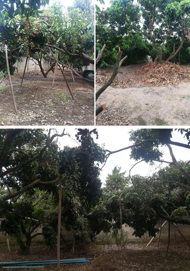 ขายบ้านพร้อมที่ดิน & สวนลำไย 50 ต้น @เชียงใหม่ ราคาพิเศษสุดๆ