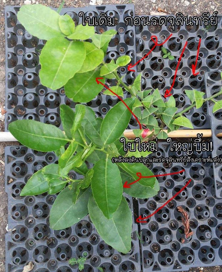 หัวเชื้อจุลินทรีย์สังเคราะห์แสง ป้าจืดPSB พืชโตเร็ว แข็งแรง ผลดก ดอกดก ไร้สารเคมี เป็นง่าย ขยายต่อได้ไม่อั้น