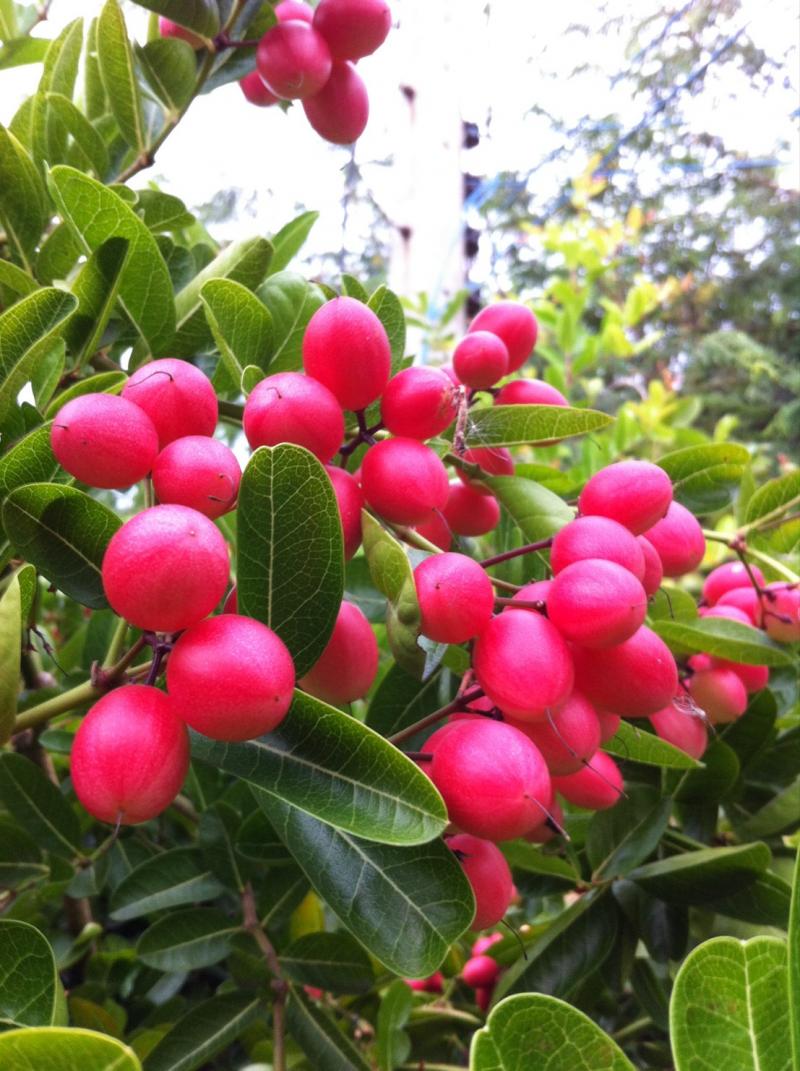 หัวเชื้อจุลินทรีย์สังเคราะห์แสง ป้าจืดPSB พืชโตเร็ว แข็งแรง ผลดก ดอกดก ไร้สารเคมี เป็นง่าย ขยายต่อได้ไม่อั้น