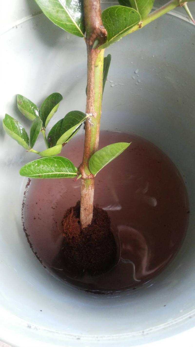 หัวเชื้อจุลินทรีย์สังเคราะห์แสง ป้าจืดPSB พืชโตเร็ว แข็งแรง ผลดก ดอกดก ไร้สารเคมี เป็นง่าย ขยายต่อได้ไม่อั้น