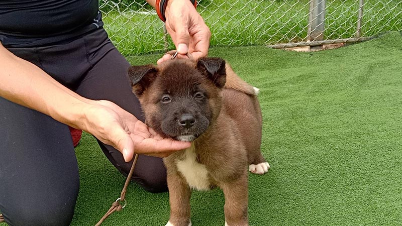 เปิดจองลูก American akita ลูกเเชมป์ Dogs Wonderland House 086-8822589