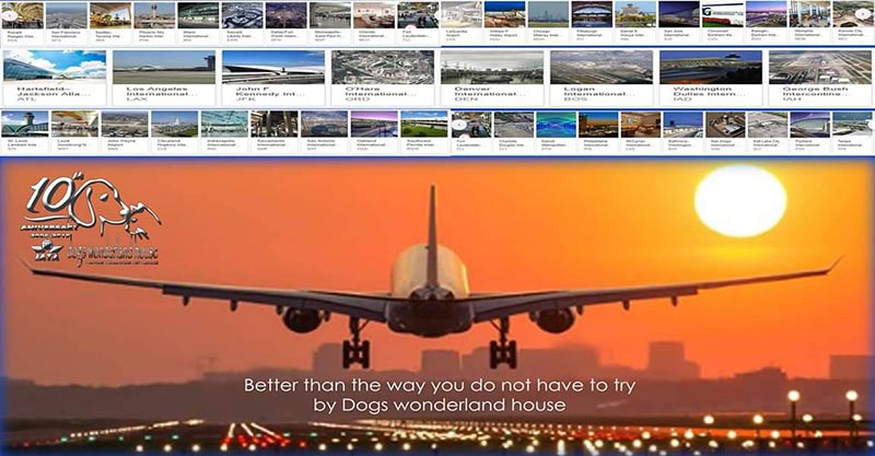 เปิดจองลูก American akita ลูกเเชมป์ Dogs Wonderland House 086-8822589