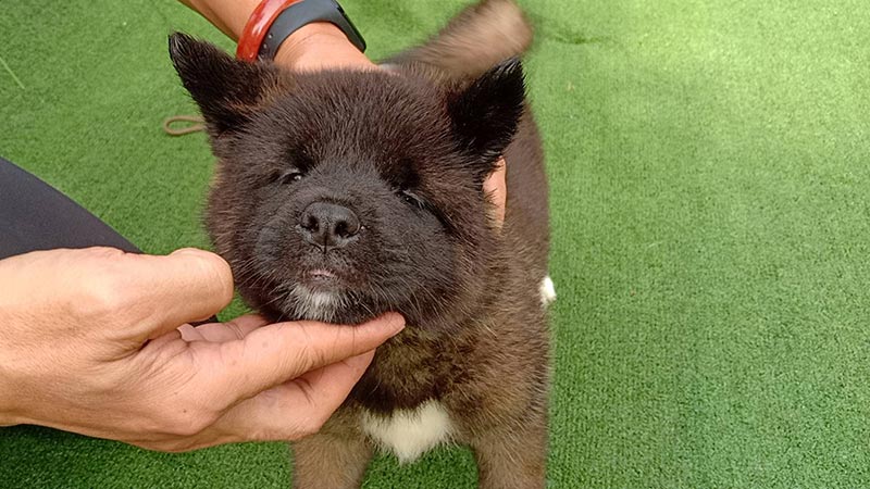เปิดจองลูก American akita ลูกเเชมป์ Dogs Wonderland House 086-8822589