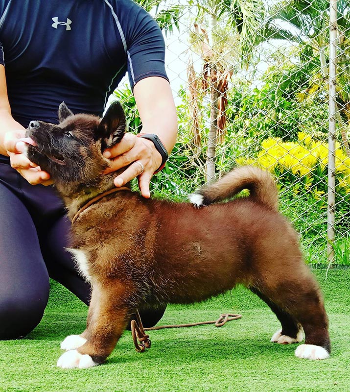 เปิดจองลูก American akita ลูกเเชมป์ Dogs Wonderland House 086-8822589