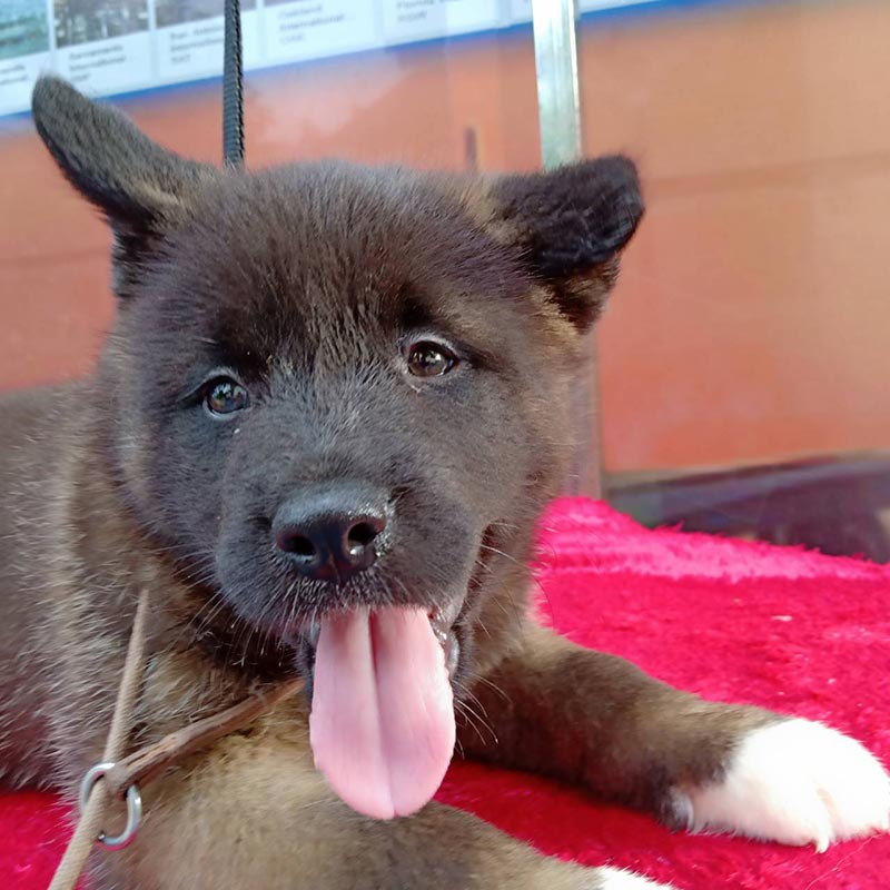 เปิดจองลูก American akita ลูกเเชมป์ Dogs Wonderland House 086-8822589