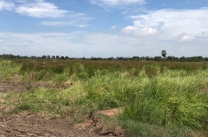 ขาย ที่ดิน ตำบลสระสี่เหลี่ยม อำเภอพนัสนิคม จังหวัดชลบุรี 85 ไร่ ติดกับ การประปาส่วนภูมิภาคสาขาพนัสนิคม