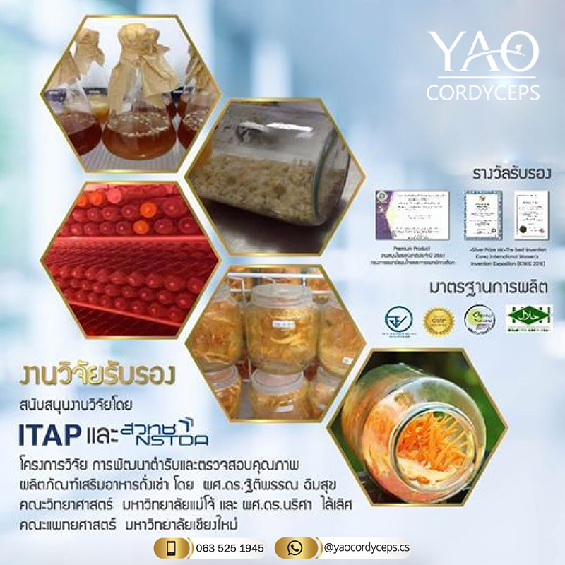 ถั่งเช่า YAO Cordyceps รับสมัครตัวแทนจำหน่าย ไม่สต๊อกสินค้า เสริมภูมิต้านทาน สร้างรายได้ กำไรสูง