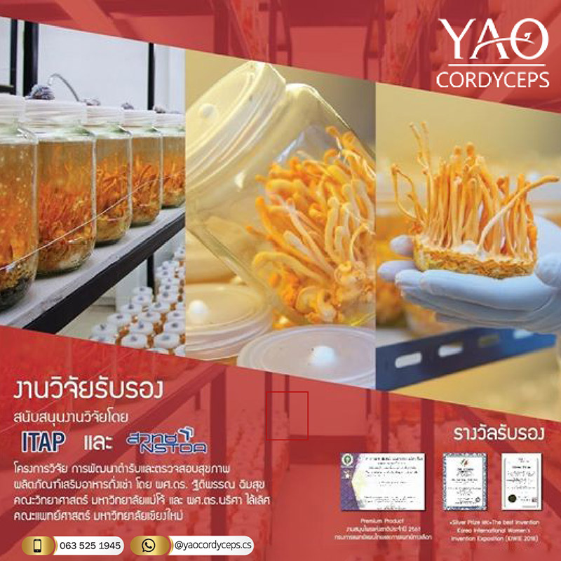ถั่งเช่า YAO Cordyceps รับสมัครตัวแทนจำหน่าย ไม่สต๊อกสินค้า เสริมภูมิต้านทาน สร้างรายได้ กำไรสูง