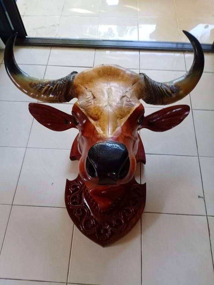 หัววัว ไม้สักท่อนเดียวแกะสลัก สวมด้วย เขากะทิง
