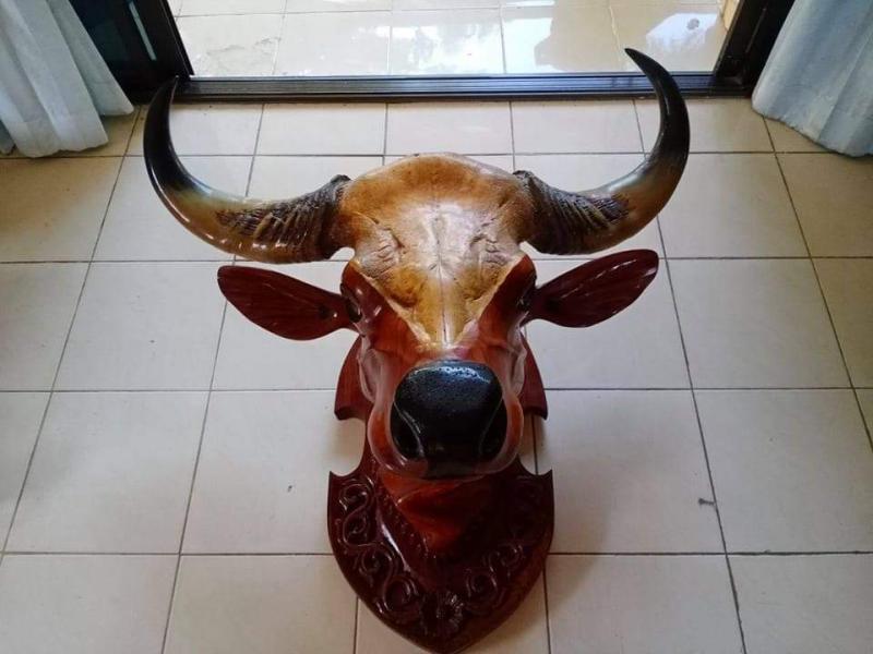 หัววัว ไม้สักท่อนเดียวแกะสลัก สวมด้วย เขากะทิง