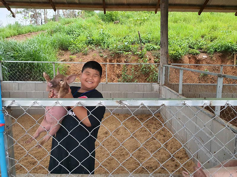 เนรมิตจิรายุฟาร์ม ฟาร์มหมู  ฟาร์มแม่ฮ่องสอน ลูกหมูเเม่ฮ่องสอน ขายหมูเเม่ฮ่องสอน จำหน่ายลูกหมู หมูขุน แม่พันธุ์ รีวิวการเลี้ยงหมูในวิถีธรรมชาติ Tel 0640146439