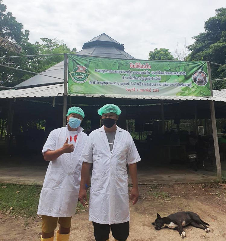 เนรมิตจิรายุฟาร์ม ฟาร์มหมู  ฟาร์มแม่ฮ่องสอน ลูกหมูเเม่ฮ่องสอน ขายหมูเเม่ฮ่องสอน จำหน่ายลูกหมู หมูขุน แม่พันธุ์ รีวิวการเลี้ยงหมูในวิถีธรรมชาติ Tel 0640146439