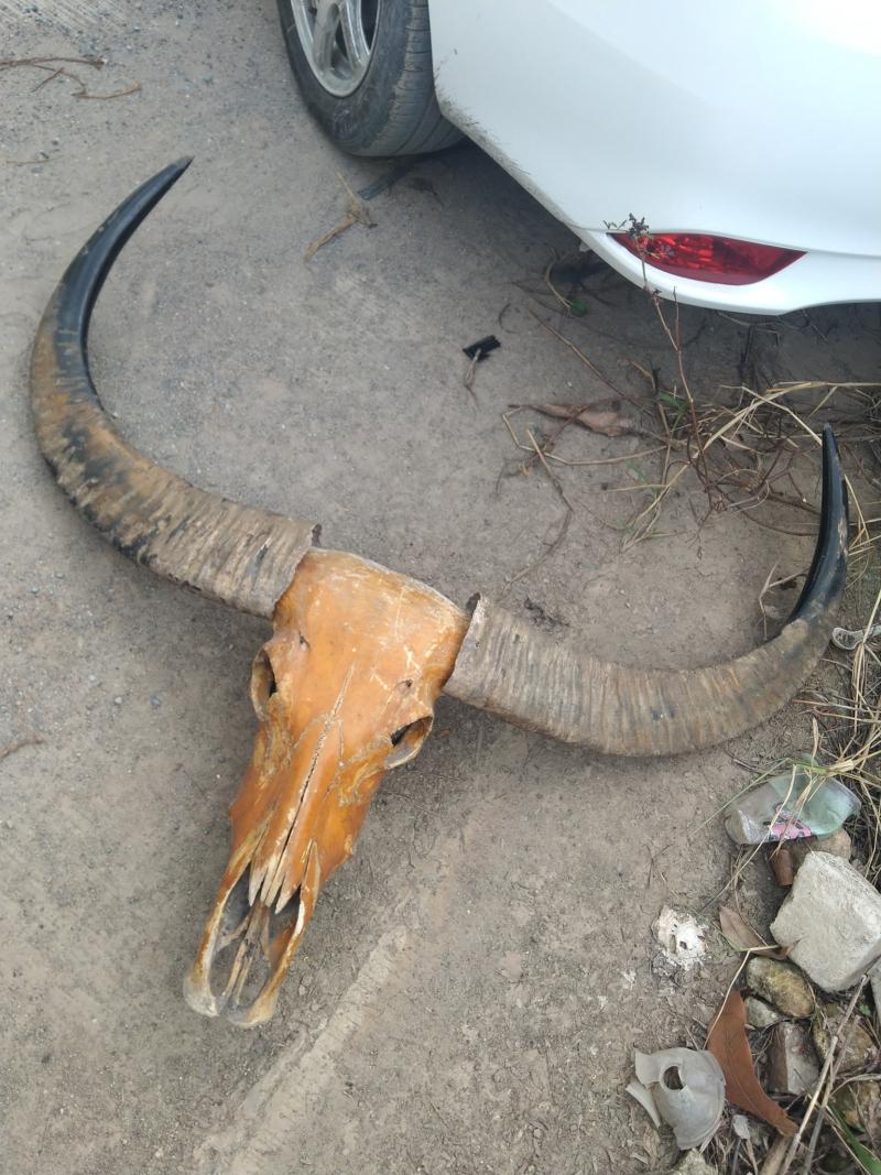 หัวควาย เขาควาย