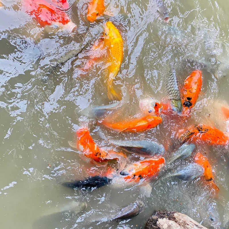 คาเฟ่ในสวนนครปฐม In Garden Hut Cafe อินการ์เด้นฮัท คาเฟ่ ร้านอาหาร ขนม เครื่องดื่ม สามพราน ตรงข้ามวัดดอนหวาย นครปฐม