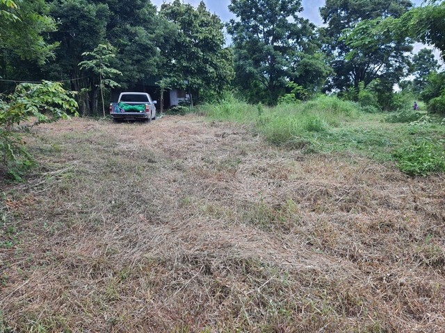 ขายที่ดิน พร้อมสวนผลไม้ต่างๆ เนื้อที่ 29-2-54 ไร่ อ.หนองม่วง ลพบุรี