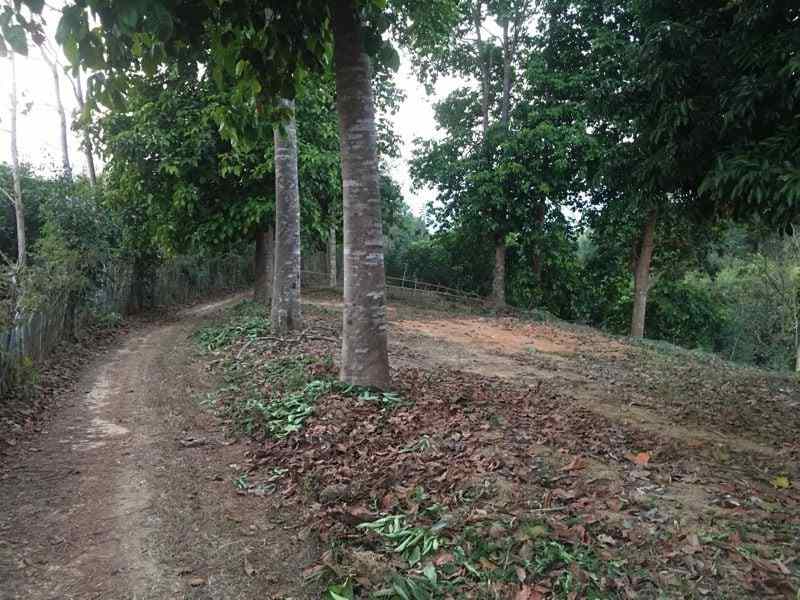 ขายสวนเงาะทุเรียน  2  ไร่หลังเซเว่นทุ่งช้าง สวนสักติดน้ำน่าน จ.น่าน